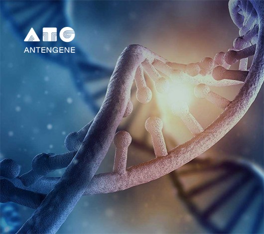 德琪醫藥品牌網站設計